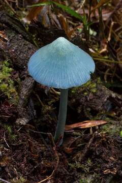 Image of Entoloma virescens (Sacc.) E. Horak ex Courtec. 1986