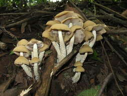 Image of Psilocybe zapotecorum R. Heim 1957