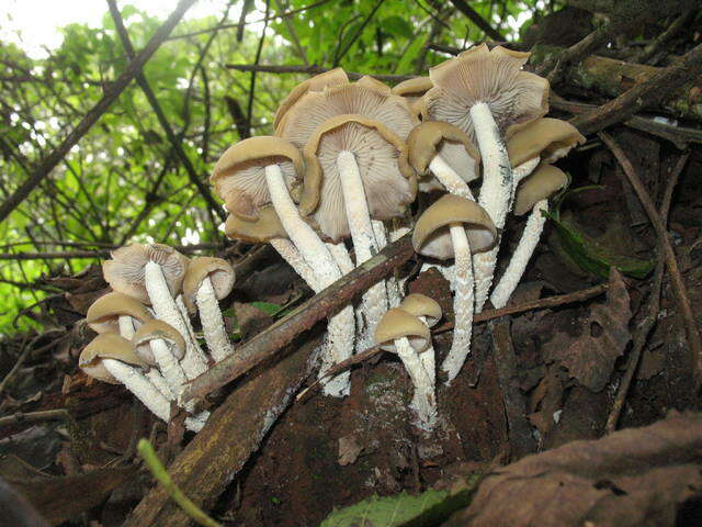 Image of Psilocybe zapotecorum R. Heim 1957