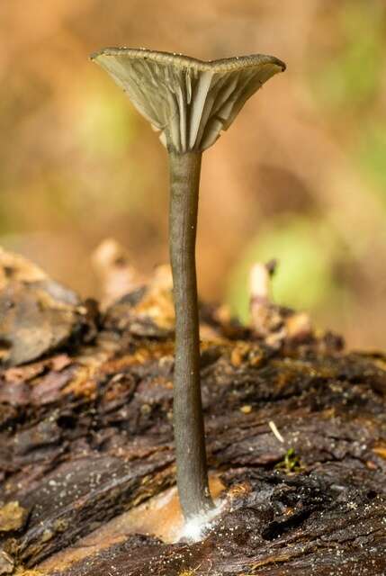 Image of Arrhenia epichysium (Pers.) Redhead, Lutzoni, Moncalvo & Vilgalys 2002