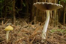 Image de Stropharia