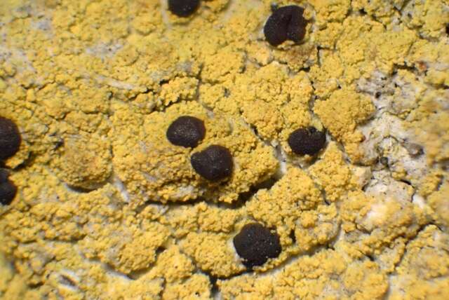 Image of pyrrhospora lichen