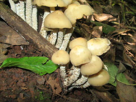 Image of Psilocybe zapotecorum R. Heim 1957