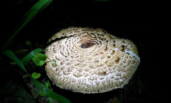 Plancia ëd Chlorophyllum brunneum (Farl. & Burt) Vellinga 2002