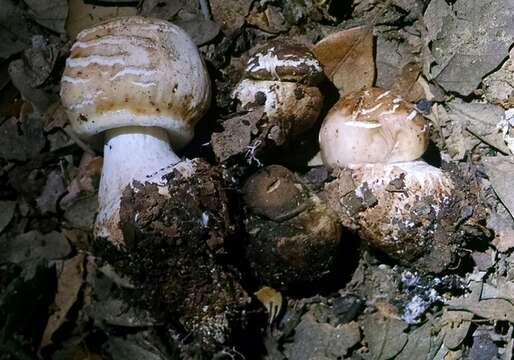 Image of Chlorophyllum brunneum (Farl. & Burt) Vellinga 2002