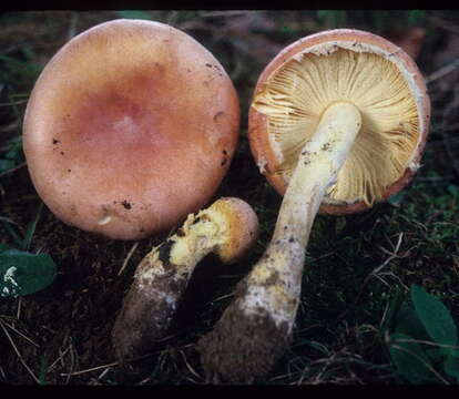 Image of Salmon amanita