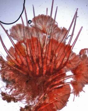 Image de Ascodesmidaceae