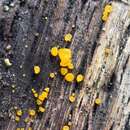 Image of Yellow Hat Jelly