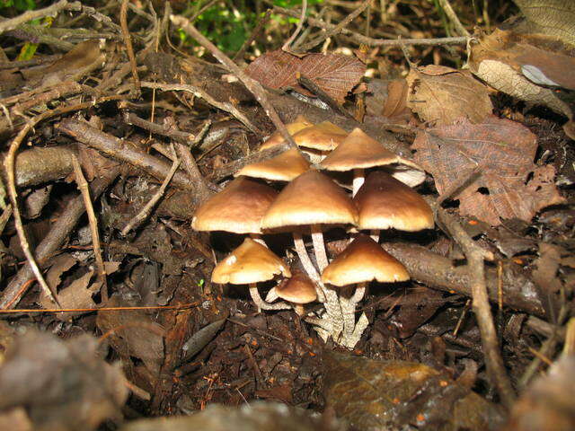 Image of Psilocybe zapotecorum R. Heim 1957