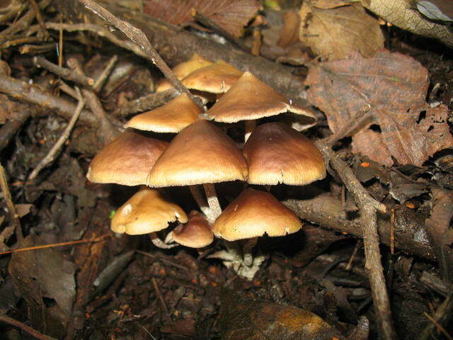 Image of Psilocybe zapotecorum R. Heim 1957