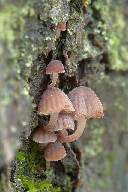 Imagem de Mycena meliigena (Berk. & Cooke) Sacc. 1887