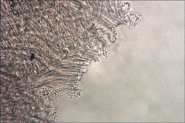 Imagem de Mycena meliigena (Berk. & Cooke) Sacc. 1887