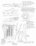 Imagem de Orbiliomycetes