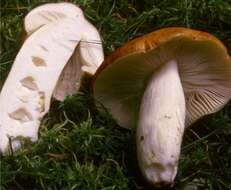 Image of Russula mustelina Fr. 1838