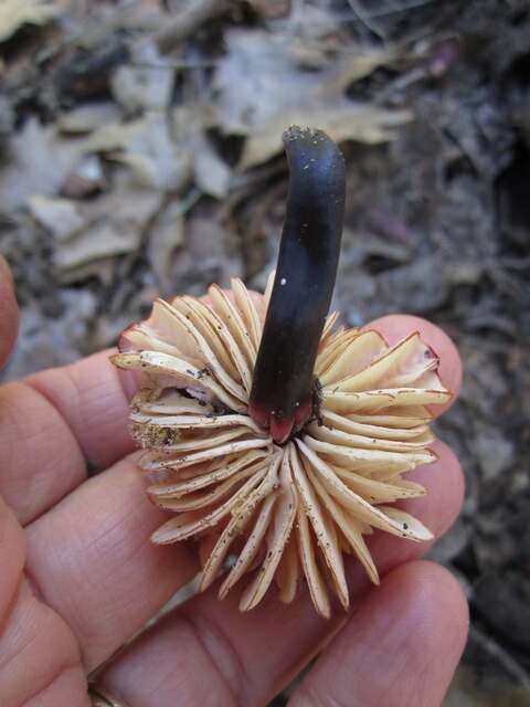 Image of Marasmius