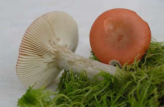 Image of Russula hydrophila Horniček 1958