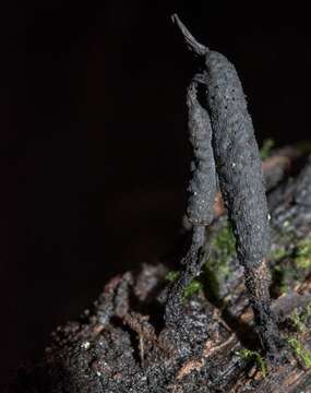 Imagem de Xylaria arbuscula Sacc. 1878