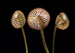 Image of Mycena acicula (Schaeff.) P. Kumm. 1871