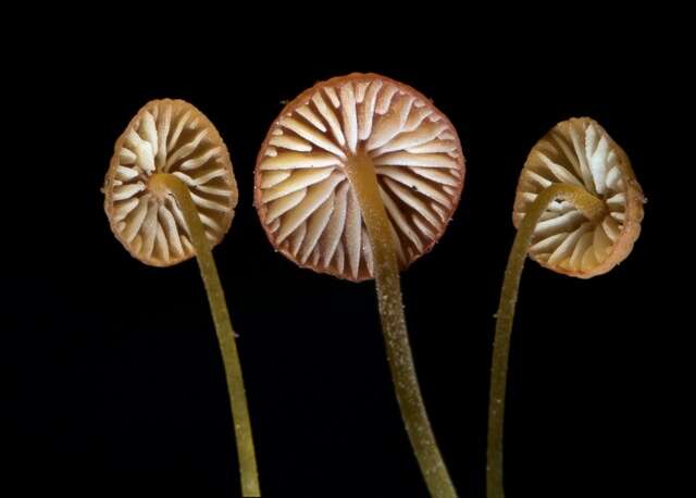 Image of Mycena acicula (Schaeff.) P. Kumm. 1871