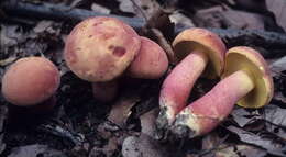 Image of Boletus pallidoroseus Both 1998