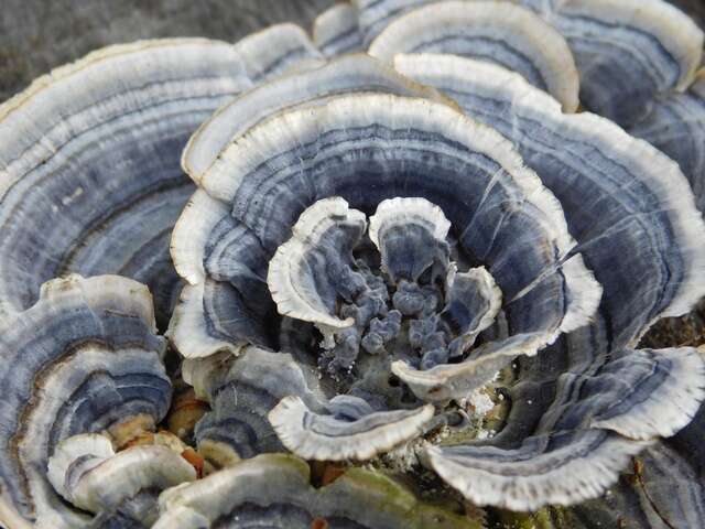 Image of Trametes