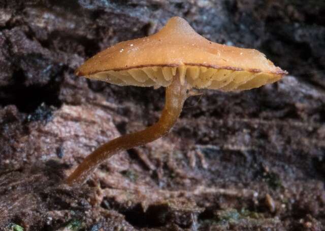 Image of Galerina triscopa (Fr.) Kühner 1935