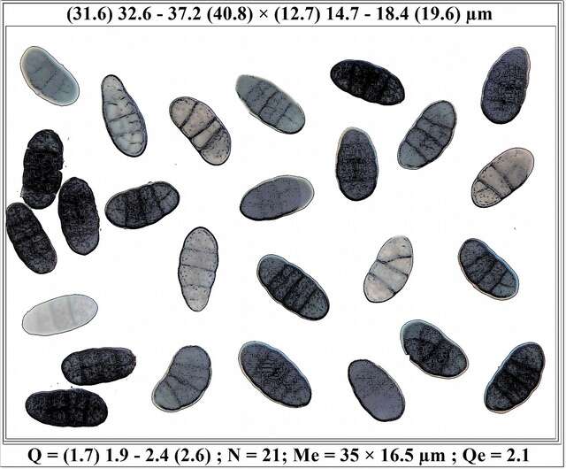 Слика од Rhizocarpon lecanorinum Anders