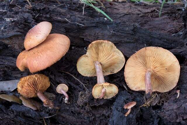 Imagem de Gymnopilus