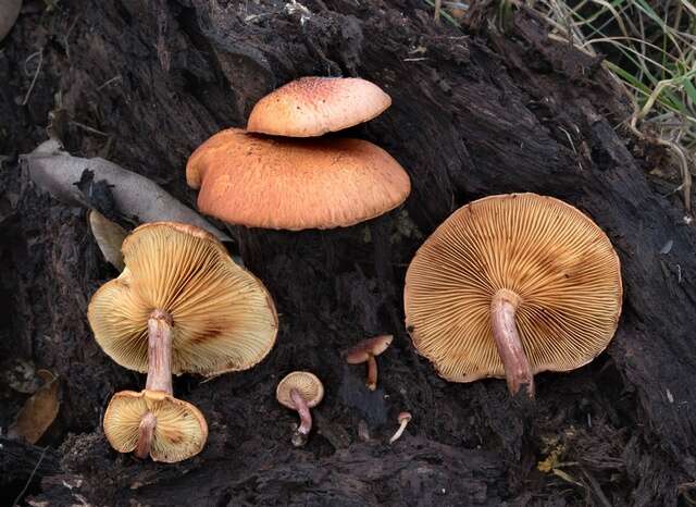 Imagem de Gymnopilus