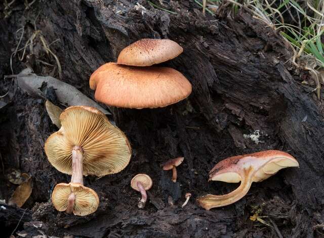 Imagem de Gymnopilus