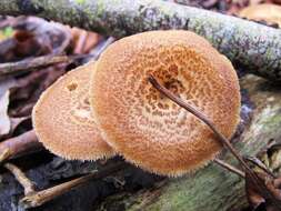 Image de Lentinus arcularius (Batsch) Zmitr. 2010