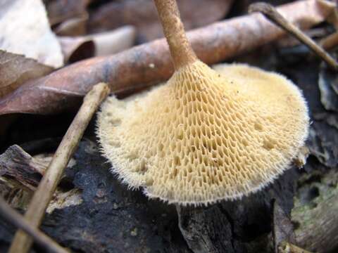 Image of Lentinus arcularius (Batsch) Zmitr. 2010