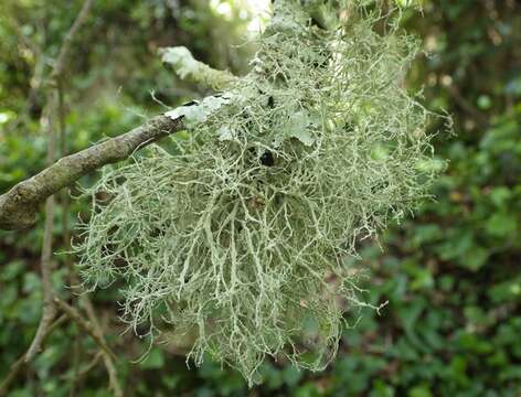 Image of Ramalina Ach.