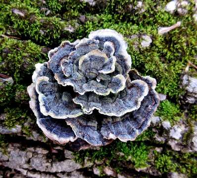 Image of Trametes