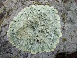 Image of flavoparmelia lichen