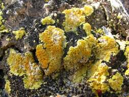 Image of sulphur lichen