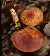 Image of Cortinarius bolaris (Pers.) Fr. 1838