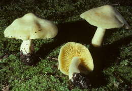 Image of Entoloma luridum Hesler 1967