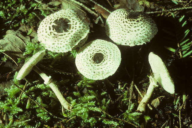 Image of Lepiota