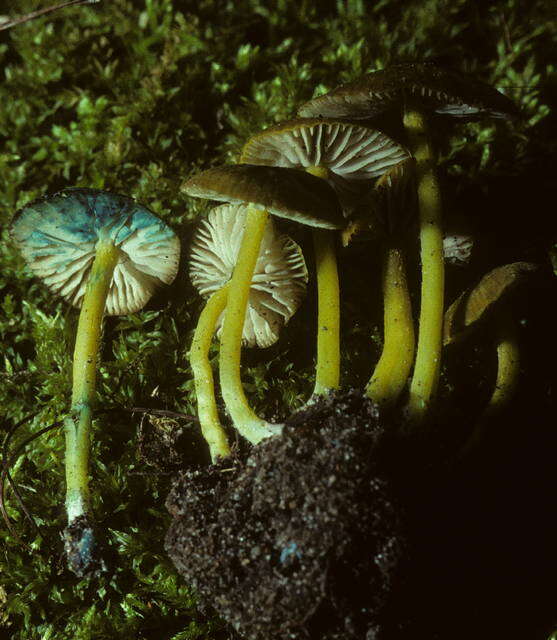 Entoloma resmi