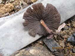 Image de Psilocybe papuana Guzmán & E. Horak 1979