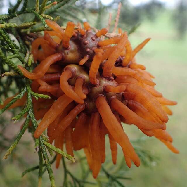 Image of Pucciniaceae