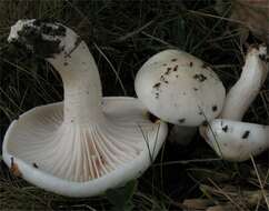 Image of Hygrophorus cossus (Sowerby) Fr. 1838