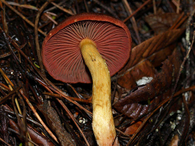 Image of Cortinarius smithii Ammirati, Niskanen & Liimat. 2013