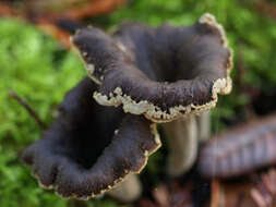 Image of Craterellus