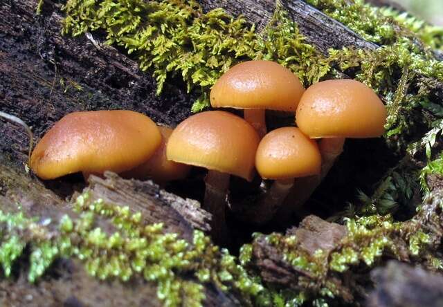 Image of Galerina