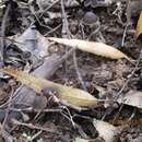 Image of Psilocybe papuana Guzmán & E. Horak 1979