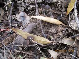 Image de Psilocybe papuana Guzmán & E. Horak 1979