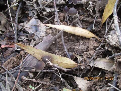 Imagem de Psilocybe papuana Guzmán & E. Horak 1979