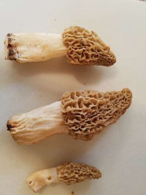 Image of Morchella americana Clowez & Matherly 2012